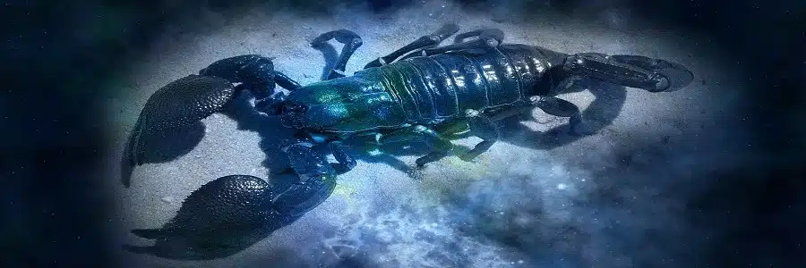 La personnalité du signe astro scorpion